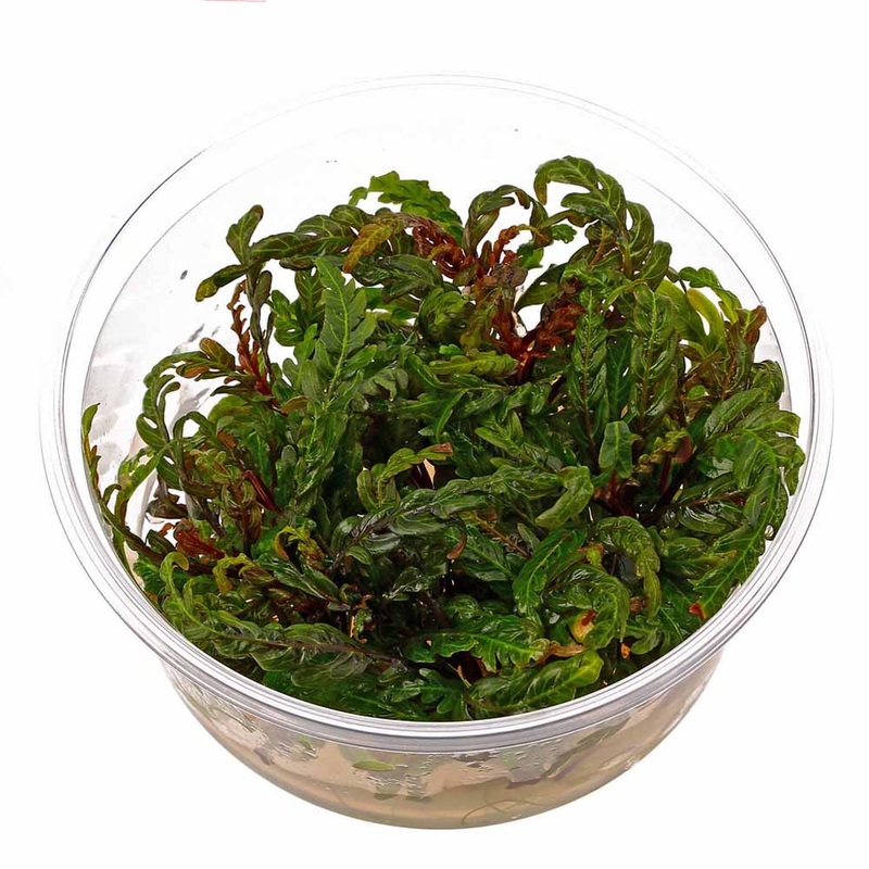 Hygrophila pinnatifida UK (Uttarakannada) – ADA