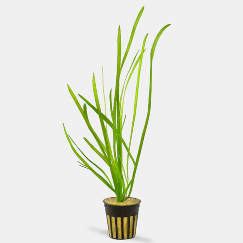 Italian Vallisneria – bunch