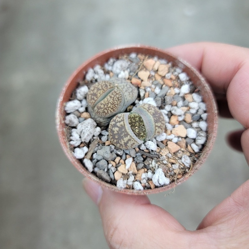 Lithops assorted – 2|TR|TR
