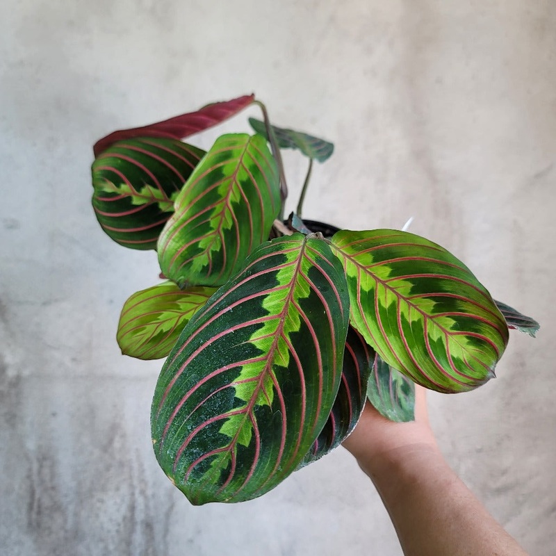 Maranta leuconeura red – 4|BR05B