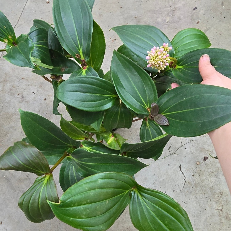Medinilla myriantha – 6|TBD|TBD