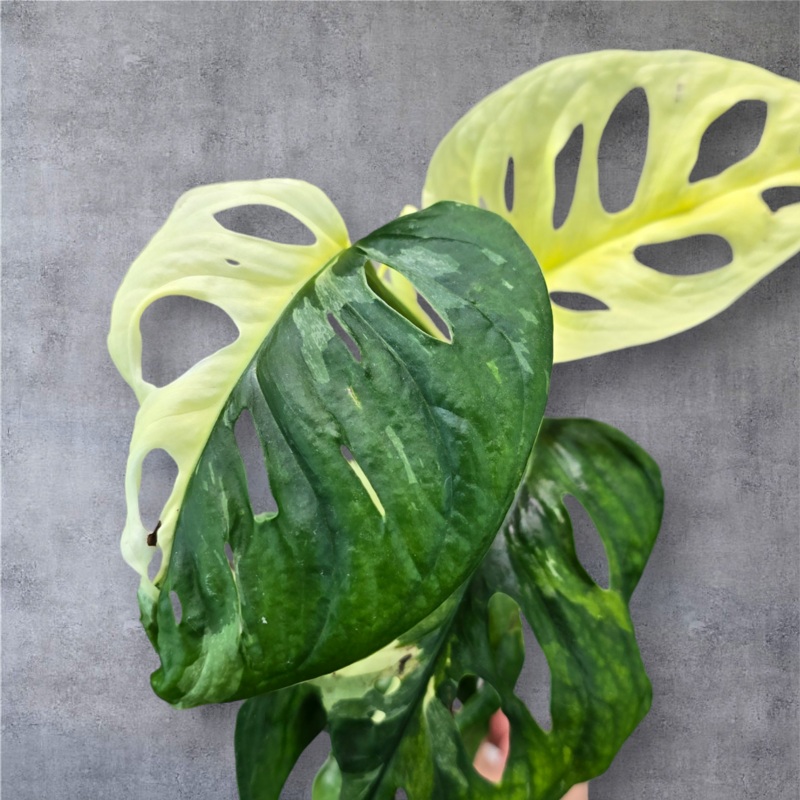 Monstera adansonii albo – 4|BR01C