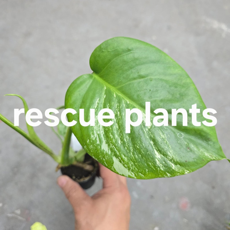 Monstera borsigiana albo – 2 (rescue)