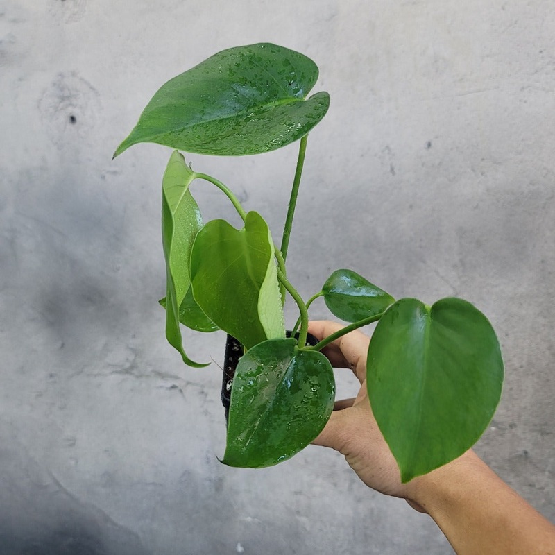 Monstera deliciosa – 2|CL1|CL1