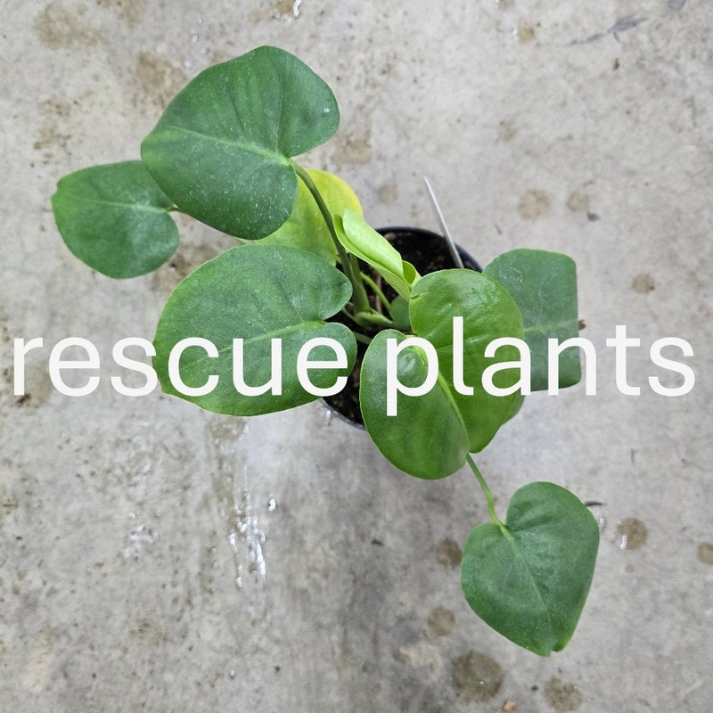 Monstera deliciosa – 6 (rescue)