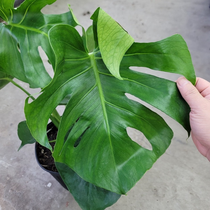 Monstera deliciosa – 8|TBD|TBD
