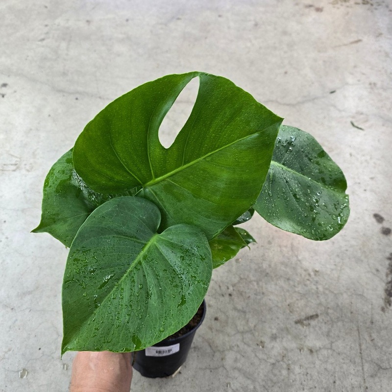 Monstera Deliciosa Tauerii -6|BR02A