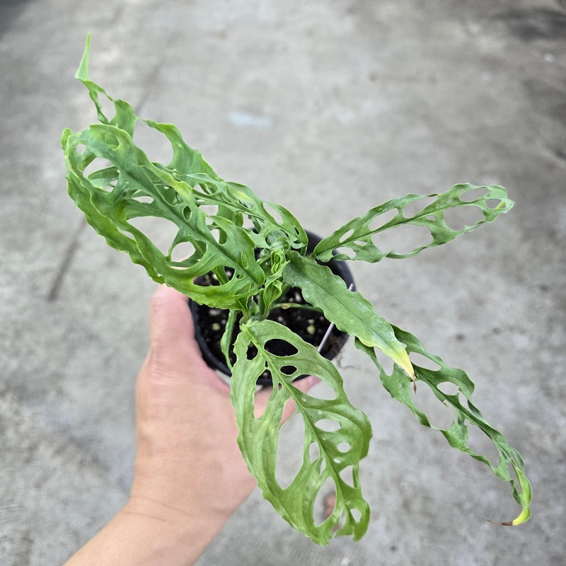 Monstera obliqua peru – 4|BR02B