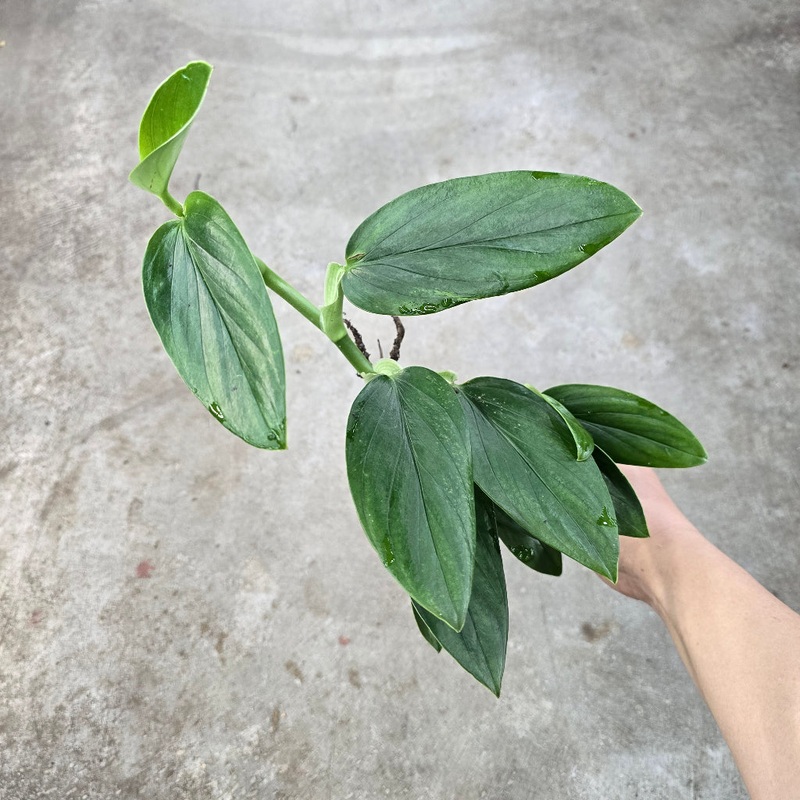 Monstera standleyana green form – 4