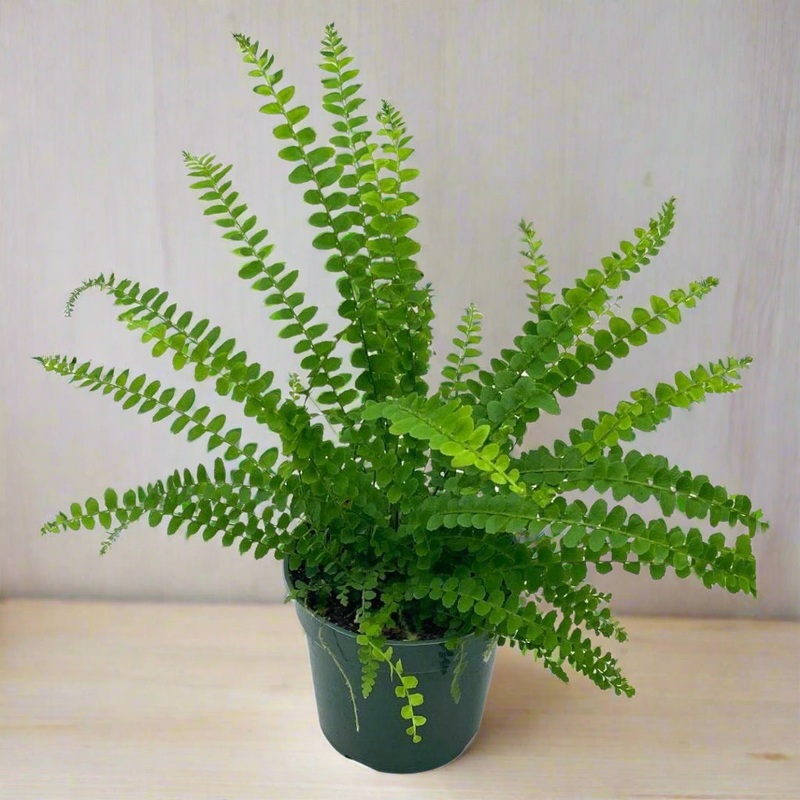 Nephrolepis exaltata – HB – 6|BR07T