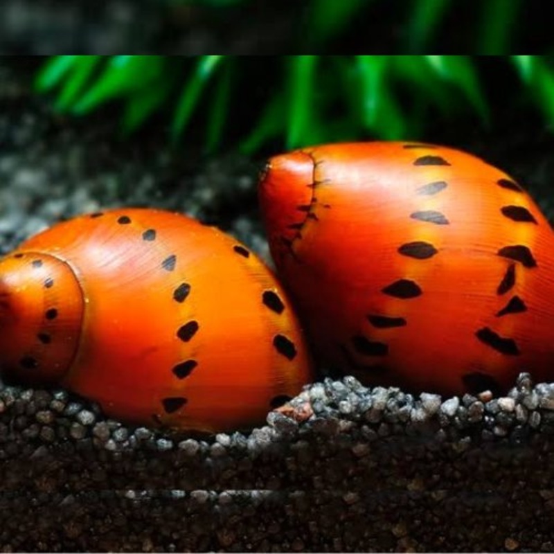 Nerite Snail – Red Spot