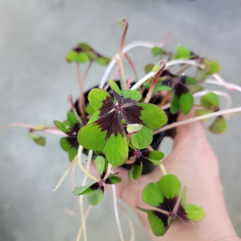 Oxalis tetraphylla ‘Iron Cross’ – 4