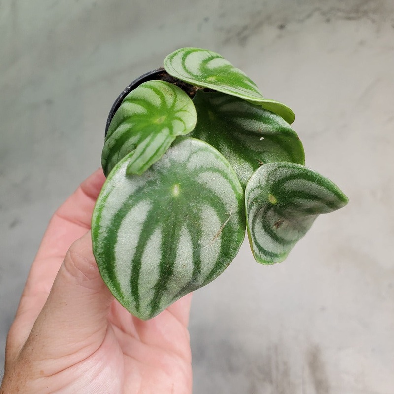 Peperomia argyreia – 2|CL3C|CL3C