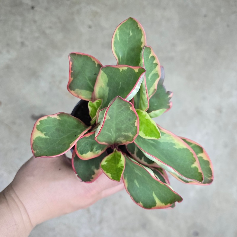 Peperomia clusifolia ‘Ginny’ – 4