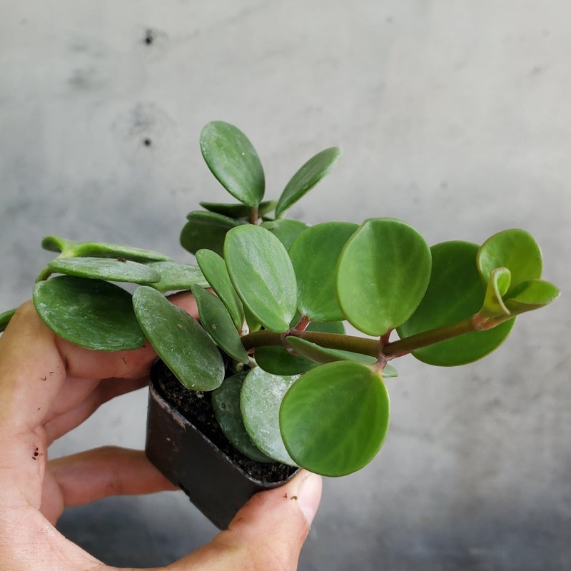 Peperomia hope – 2|CL5B|CL5B