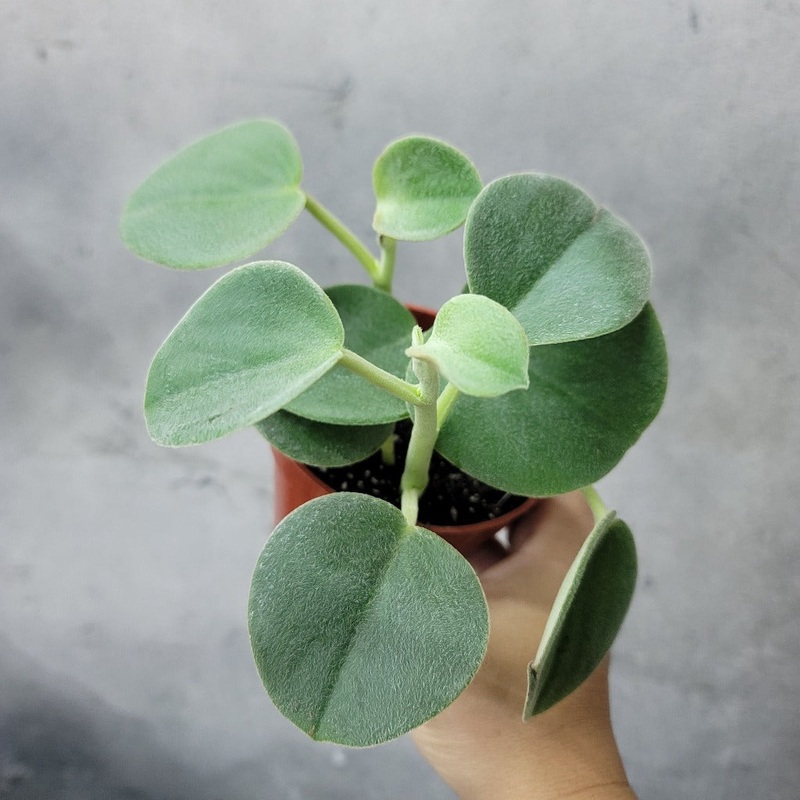 Peperomia incana – 4|BR08B|BR08B