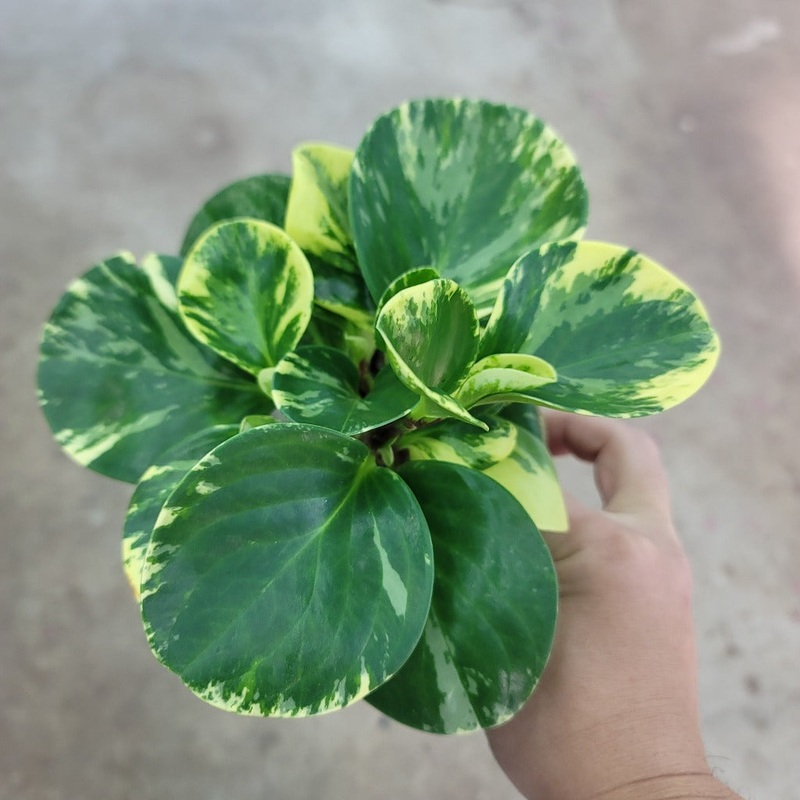 Peperomia obtusifolia  ‘Marble’ – 4