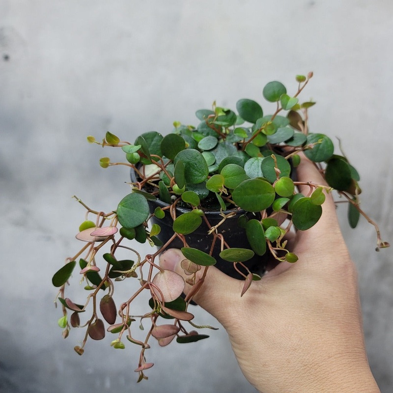 Peperomia ‘Pepperspot’ – 4|TBD