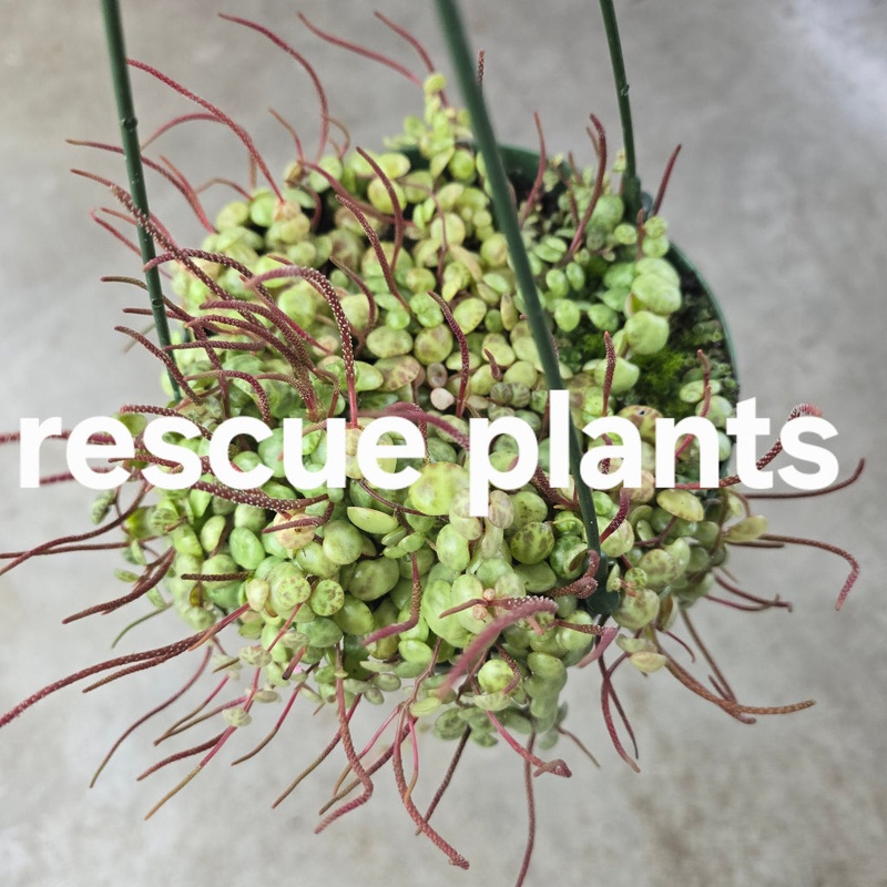 Peperomia prostrata – HB – 6 (rescue)