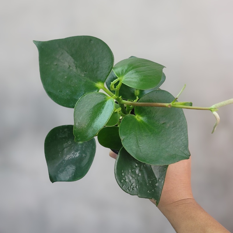 Peperomia ‘Raindrop’ – 6|BR08C