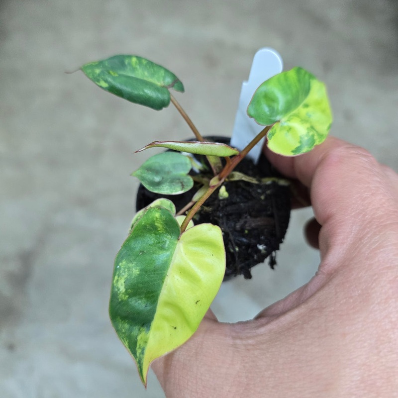Philodendron billietiae  ‘Variegata’ – 2