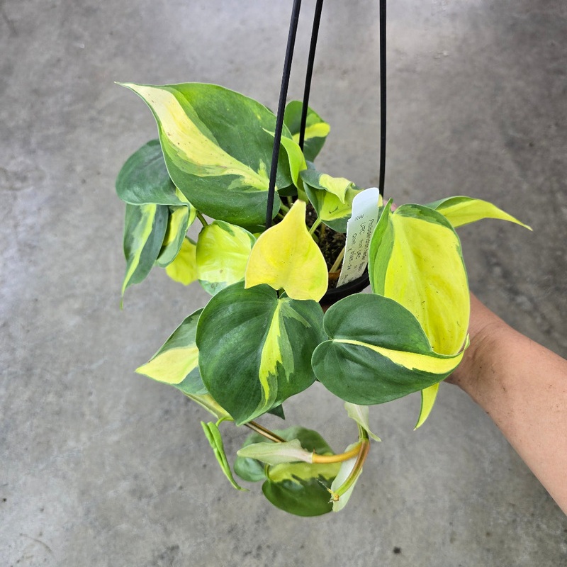 Philodendron hederaceum ‘ Brasil’ – 4 HB