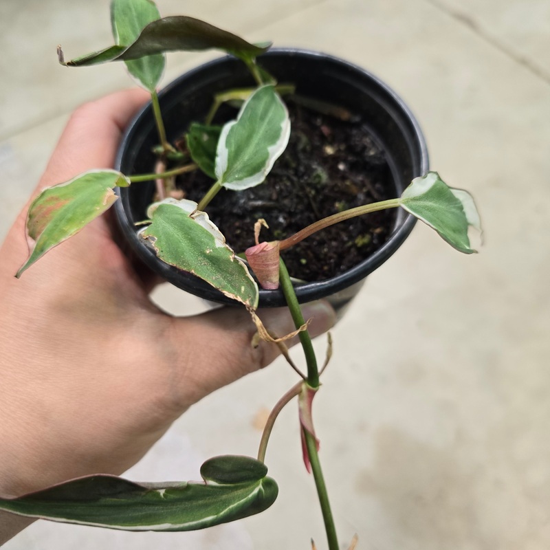 Philodendron micans ‘variegated’ 4 (rescue)