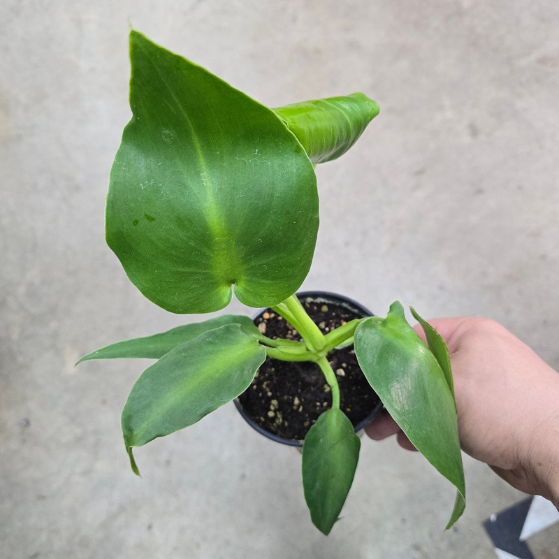 Philodendron rugosum ‘Aberrant’ – 4