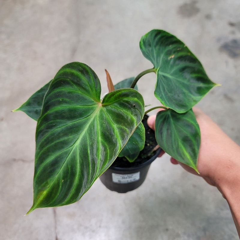 Philodendron verrucosum – 4|BR13B