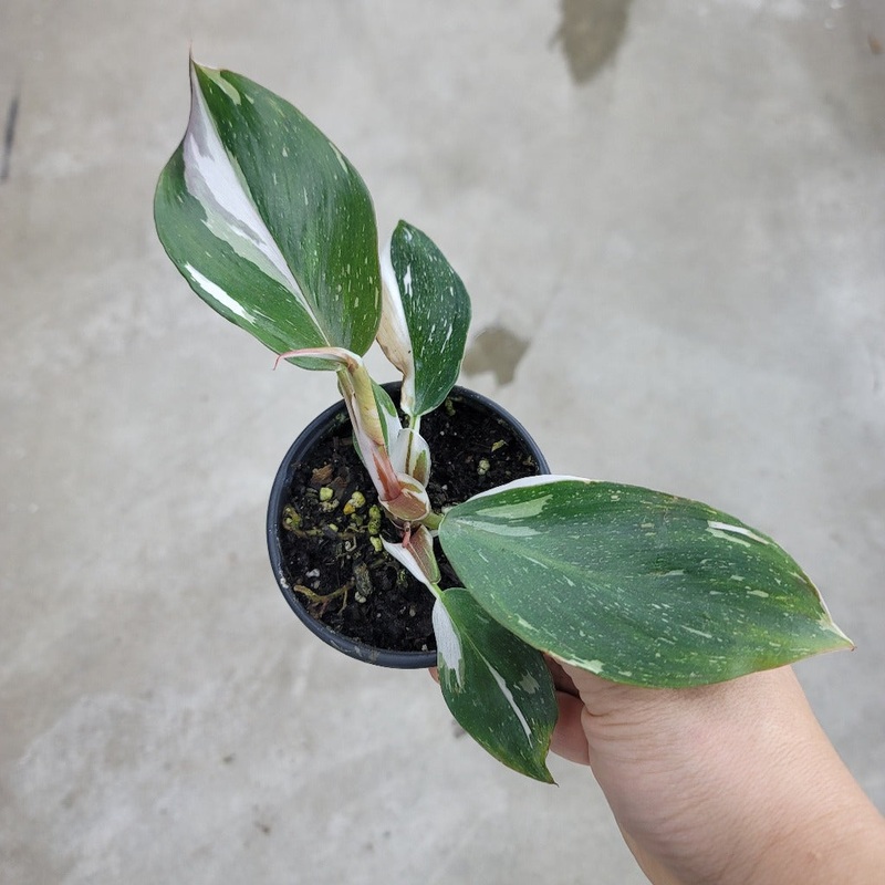 Philodendron ‘White Knight’ – 4