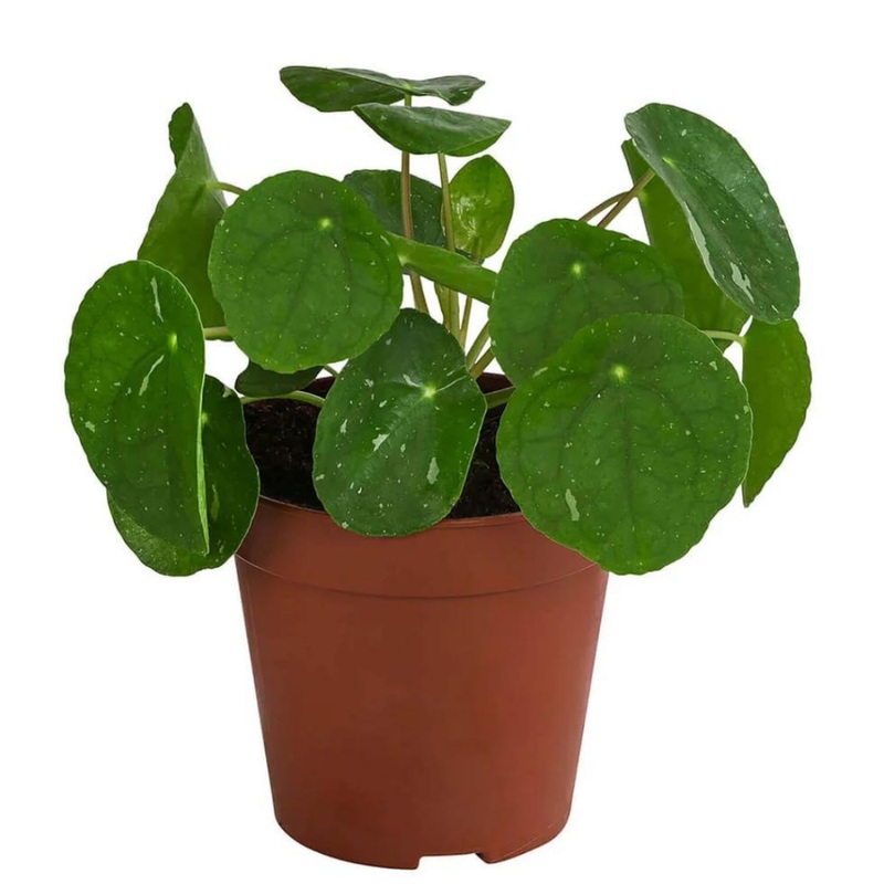 Pilea peperomioides ‘white splash’ – 4