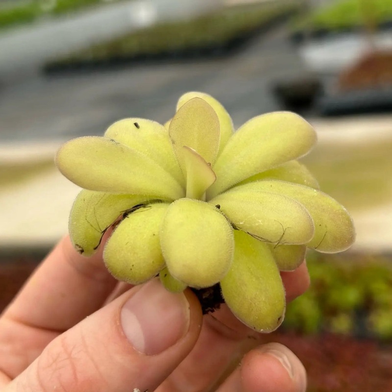 Pinguicula agnata x potosiensis – 2