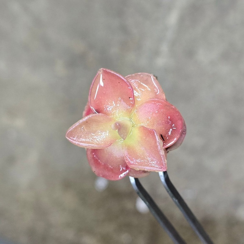 Pinguicula Sethos – 2|TBD|TBD