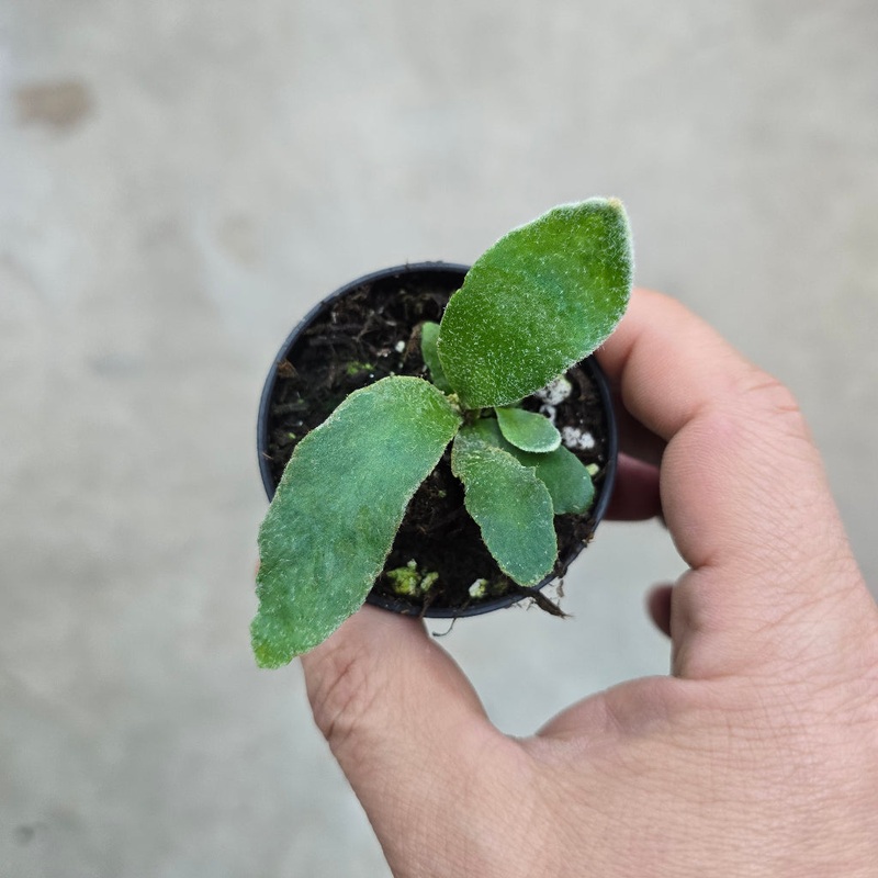 Platycerium veitchii green – 2