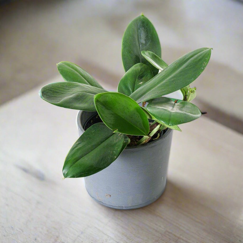 Rhaphidophora hongkongensis – 4