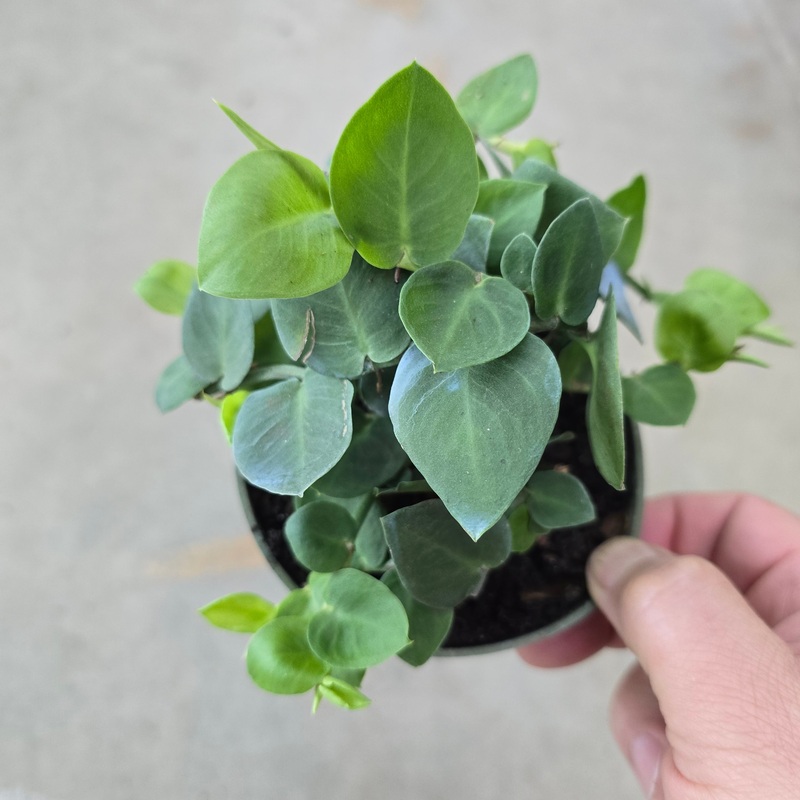 Rhaphidorphora hayi – 4|BR01|BR01