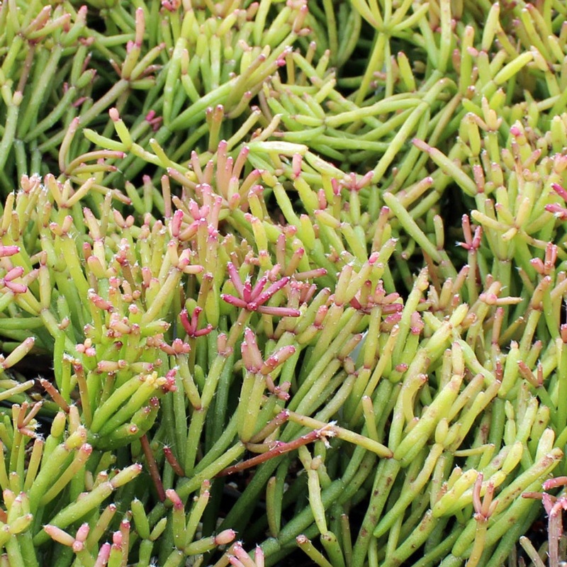 Rhipsalis clavata – 4|R4BC|R4BC