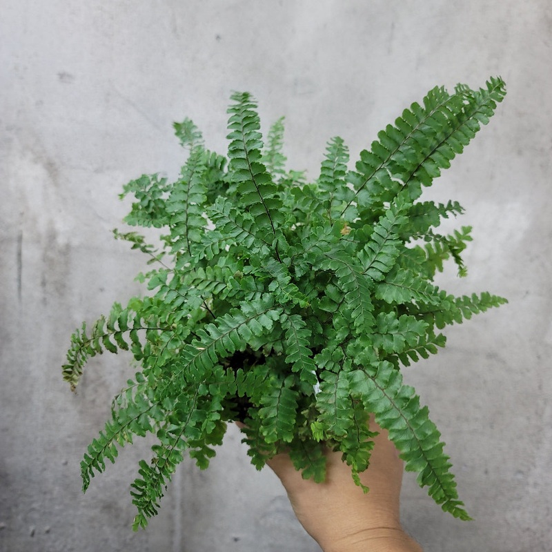 Rosy maidenhair fern – 4|SR|SR