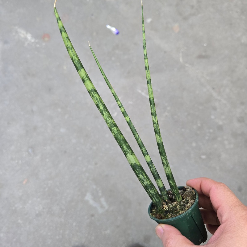 Sansevieria bacularis – 2|R4CB