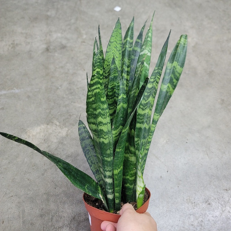 Sansevieria trifasciata ‘Black Coral’ – 6