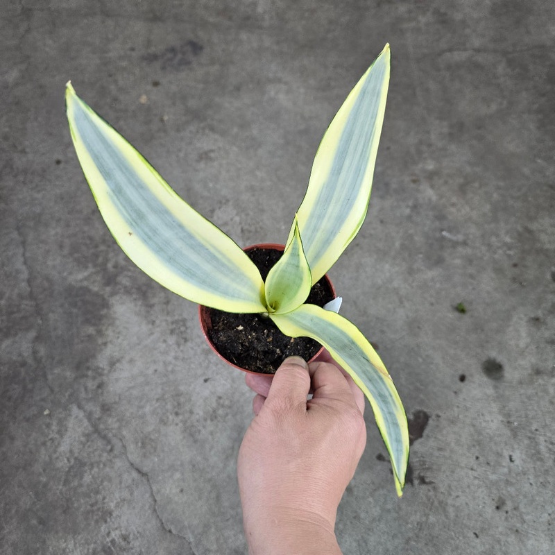Sansevieria trifasciata ‘Ghost’ – 4