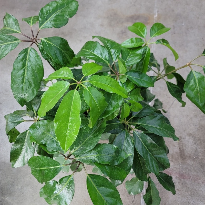Schefflera amate – 10 (no shipping)