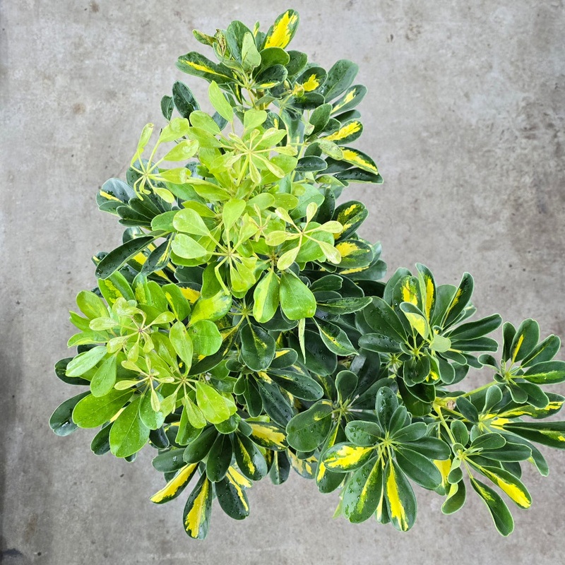 Schefflera arboricola ‘ Gold Capella’ bush – 10 (no ship)