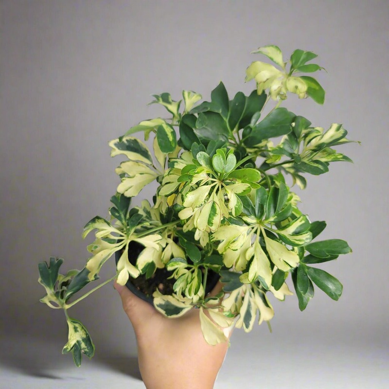 Schefflera arboricola ‘Janine’  – 4