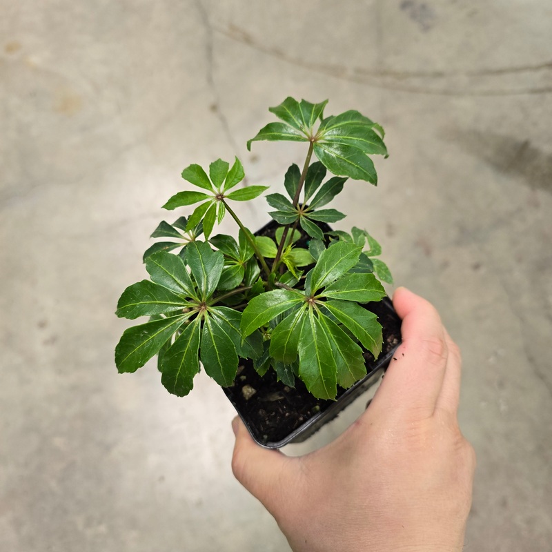 Schefflera taiwaniana – 4.5|R4BD