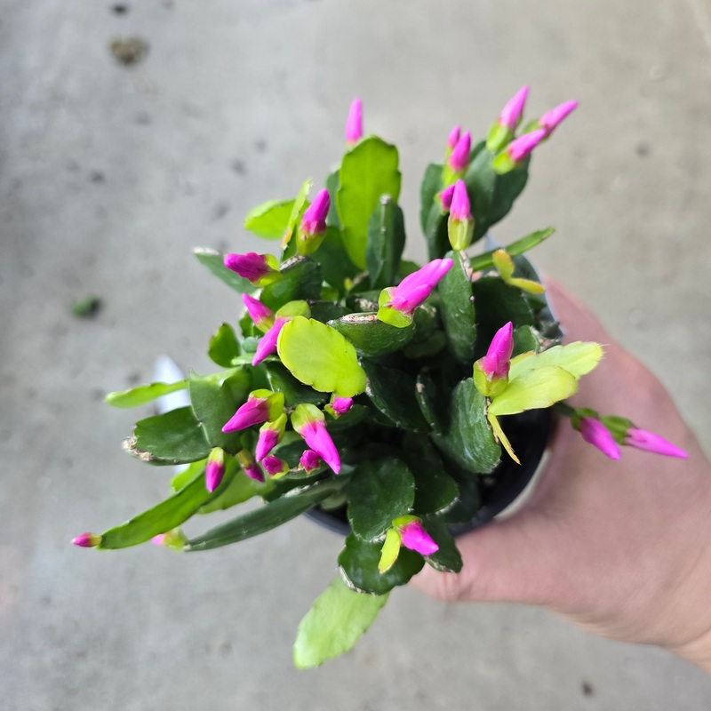 Schlumbergera gaertneri – 4|R4BB