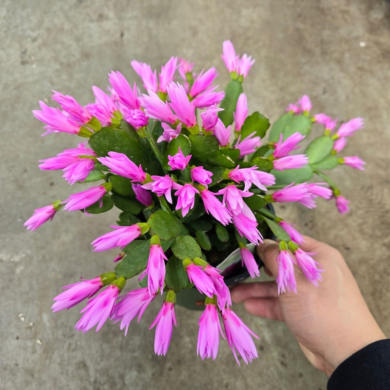 Schlumbergera gaertneri – 6|SR