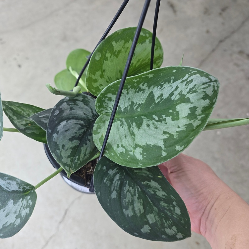 Scindapasus stabilo – 6 HB|R2AT