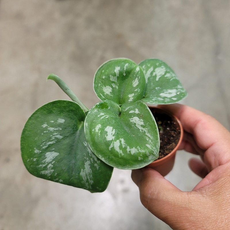 Scindapsus pictus ‘Exotica’ – 2