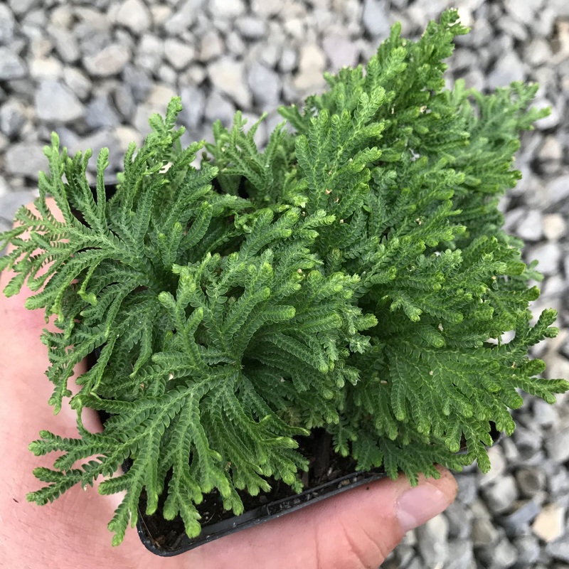 Selaginella moellendorffii – 4